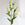 White Roselily Bouquet