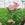 Pastel Pink Alstro