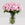 Pastel Pink Alstro