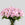 Pastel Pink Alstro