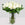 Huge flower bouquet of white roses displayed in a glass vase