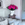 Fresh 20 pink roses in a white vase
