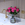 Floralty fresh hot pink roses bouquet in a glass vase