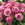 Lilac pinky roses from Floralty close up.