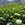 Floralty farm field of white hydrangeas.