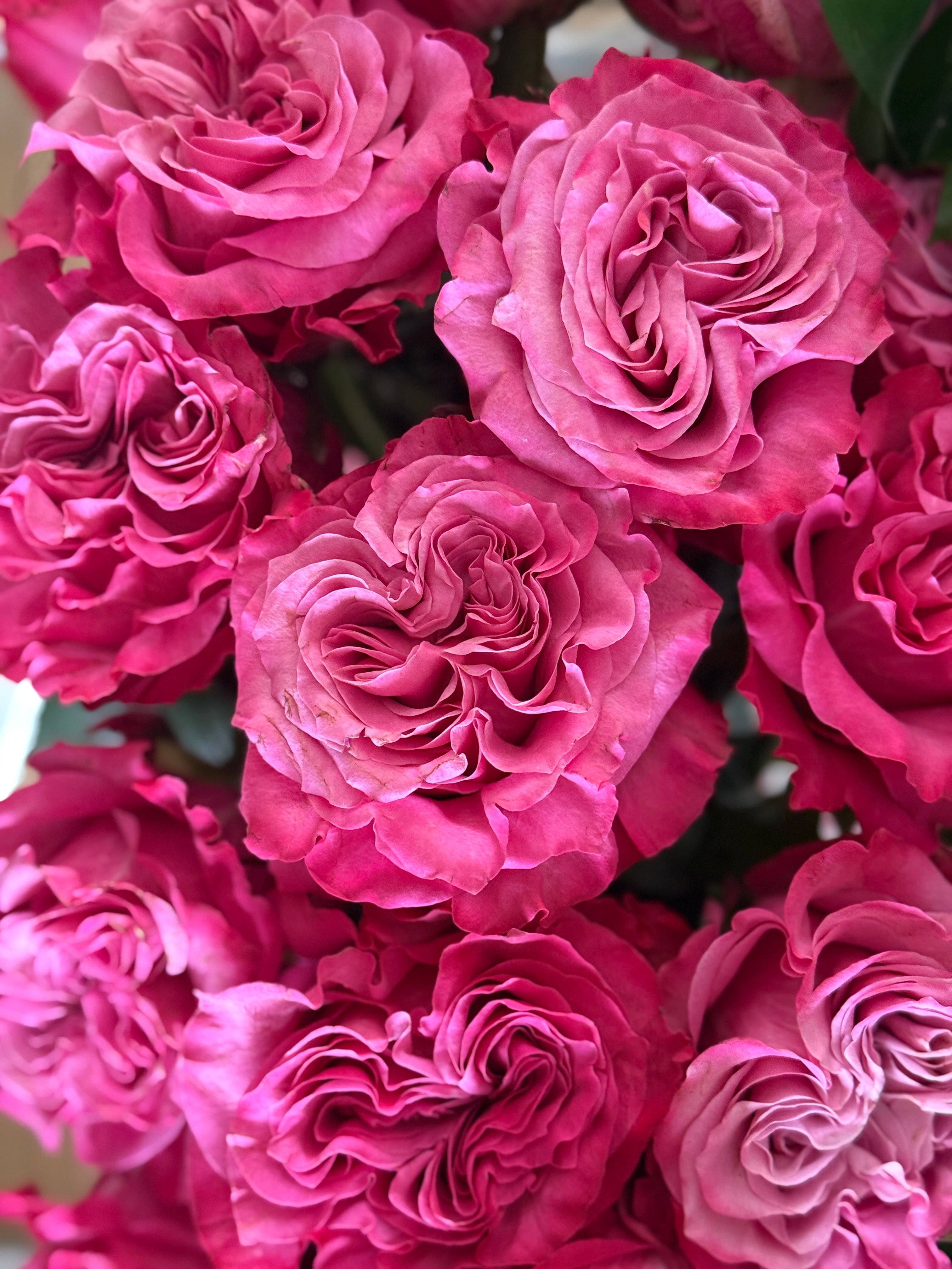 Magenta French Roses Buy Magenta Lavender Roses | Fresh Roses Delivered – Floralty